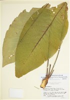 藏品(土木香)的圖片